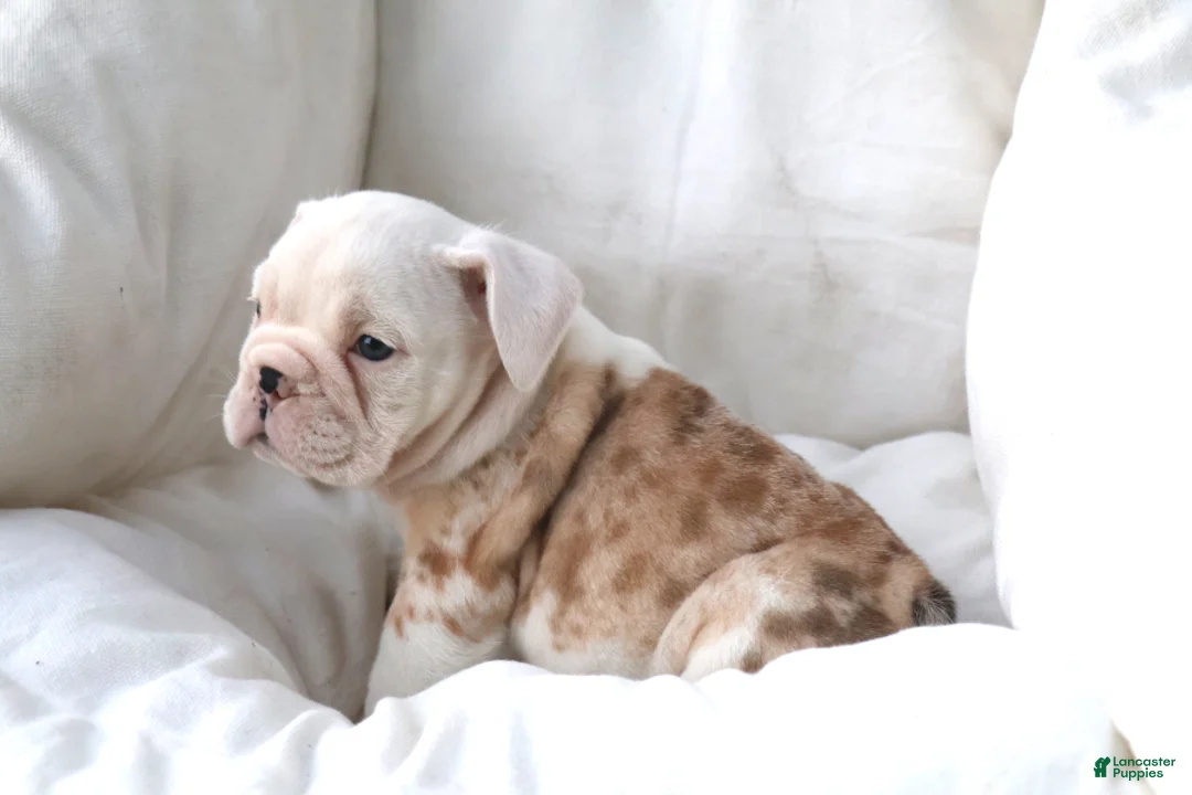 English Bulldog dogs for sale: Konig - Ad 2