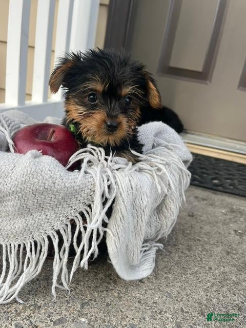 Yorkshire Terrier dogs for sale: Mikey - Ad 2