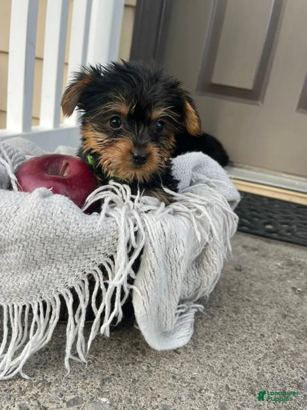Yorkshire Terrier dogs for sale: Mikey - Ad 2