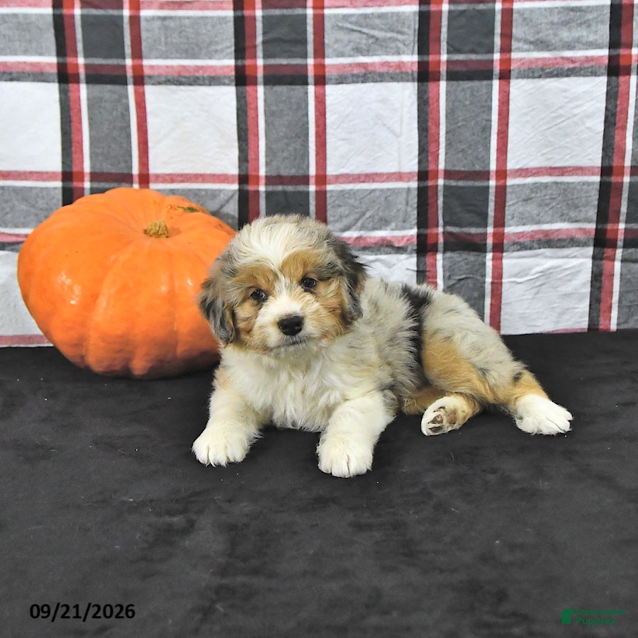 Mini Aussiedoodle dogs Dazzle  - Ad 2