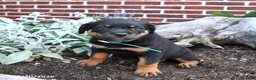 Rottweiler dogs for sale: Brooke - Ad 4