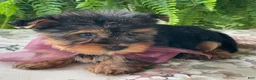 Yorkshire Terrier dogs for sale: Flo - Ad 7