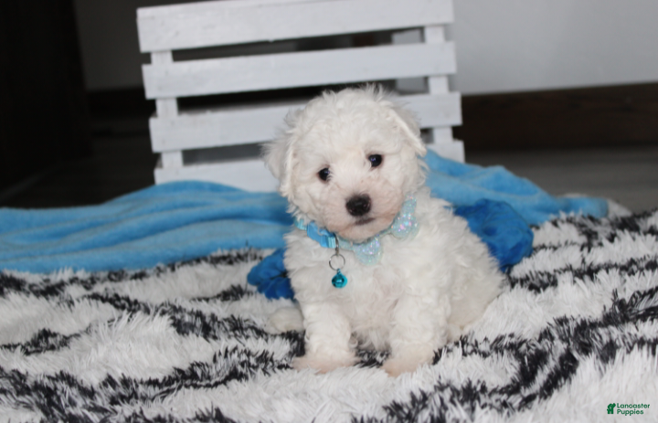 Bichon Frise dogs Karter  - Ad 1
