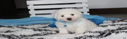 Bichon Frise dogs for sale: Karter  - Ad 1