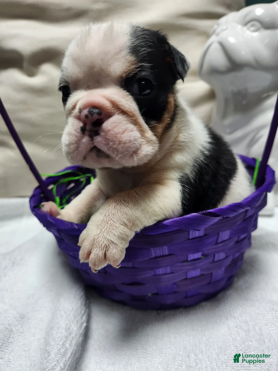 English Bulldog dogs for sale: English Bulldog Puppy 1 - Ad 2