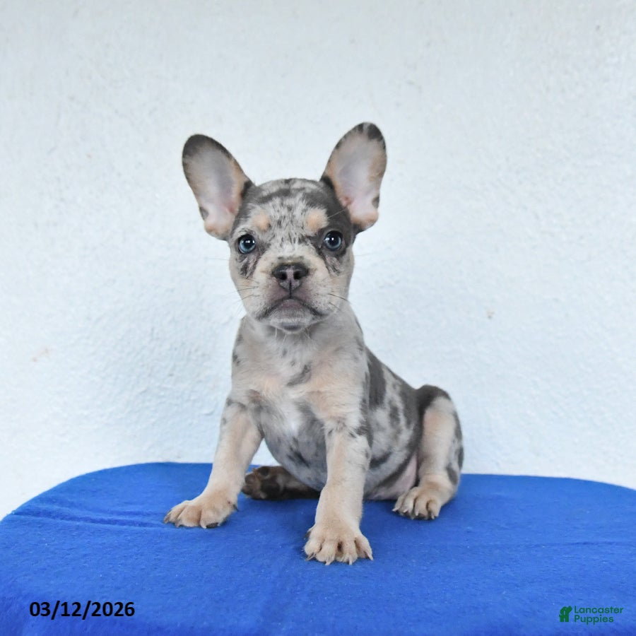 French Bulldog dogs Blossom - Ad 1