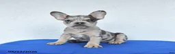 French Bulldog dogs for sale: Blossom - Ad 1