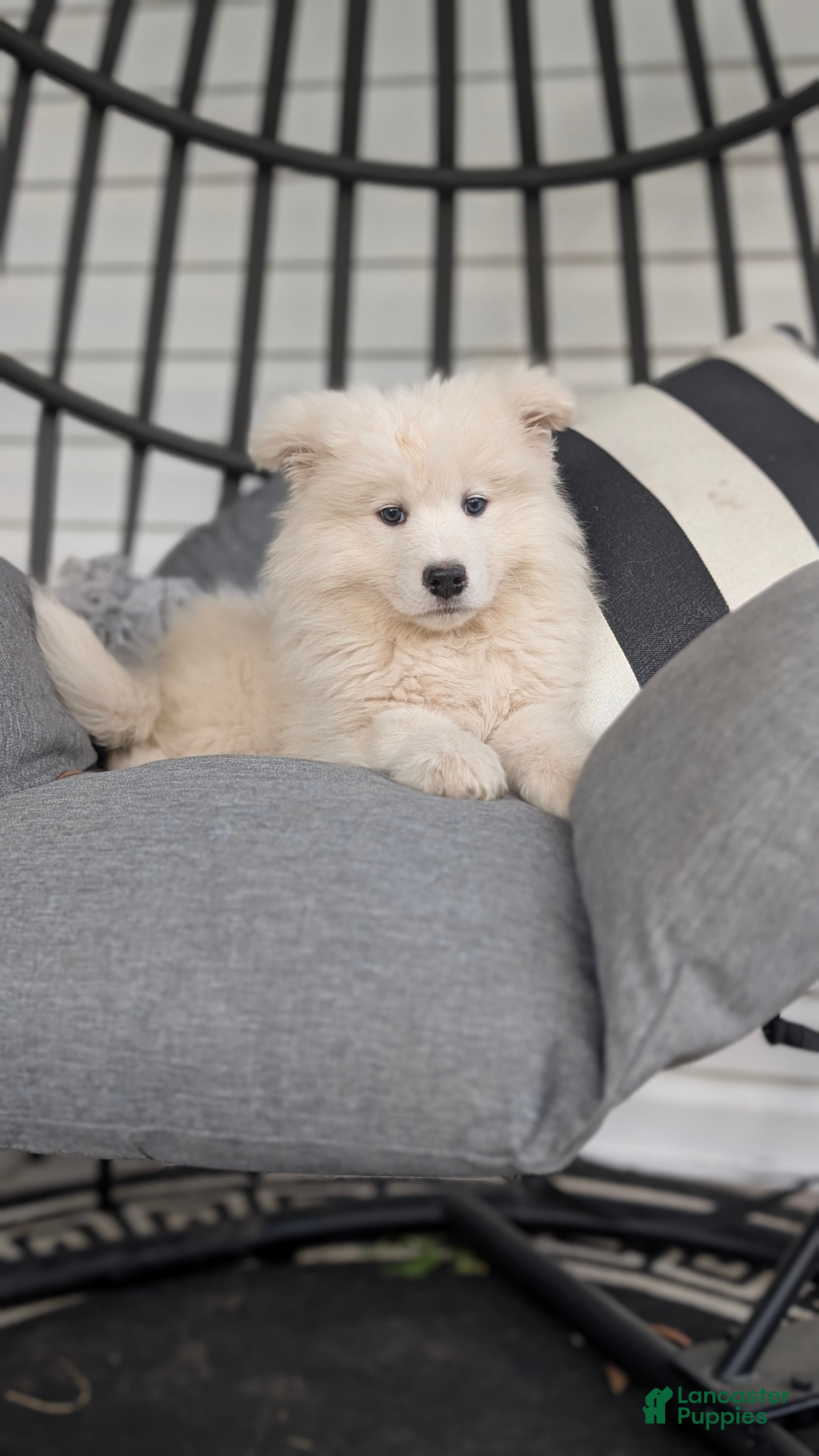 Samoyed dogs Brady - Ad 1