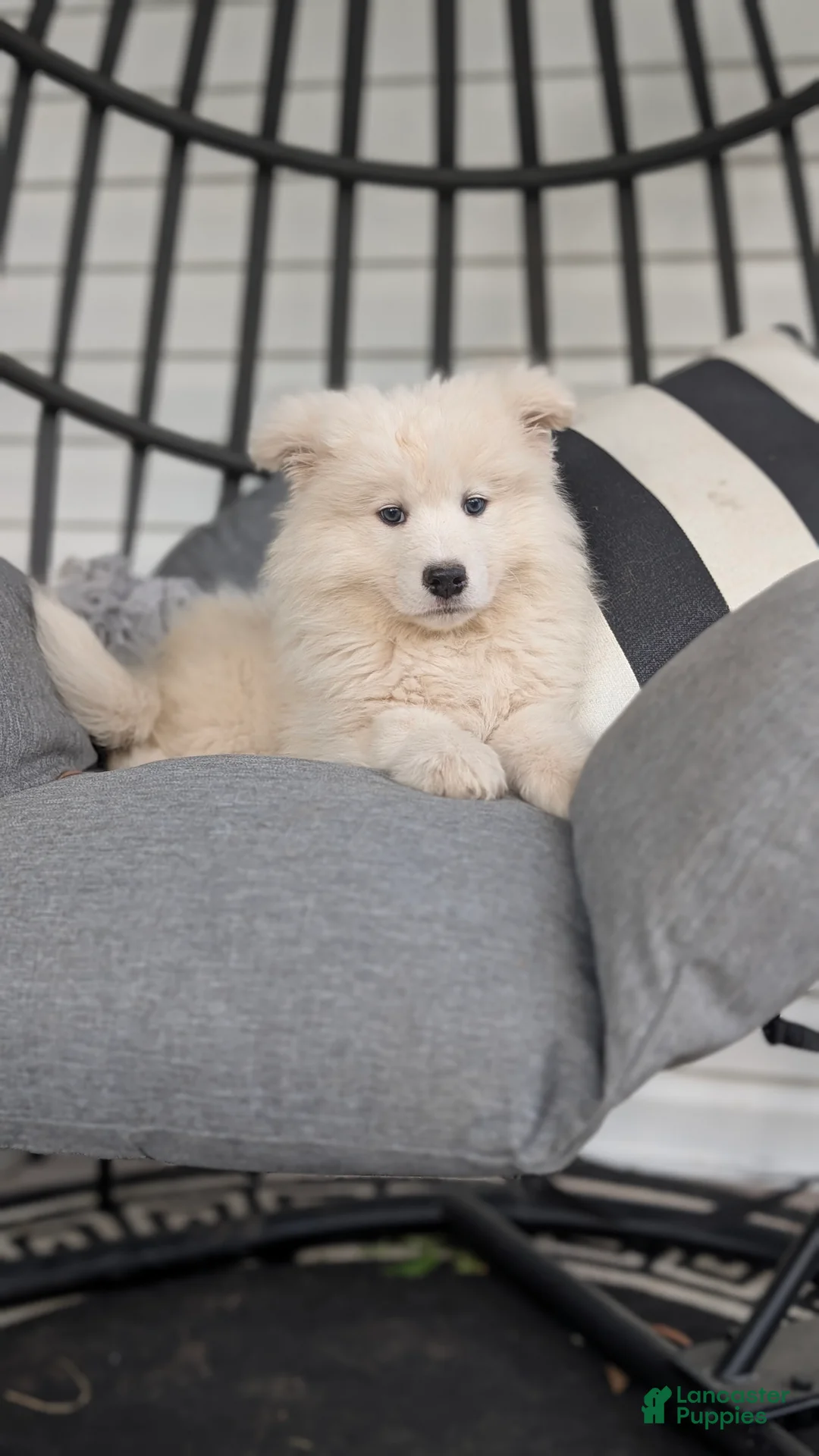 Samoyed dogs for sale: Brady - Ad 1