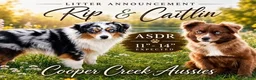 Toy Australian Shepherd dogs for sale: Scarlett - Ad 2