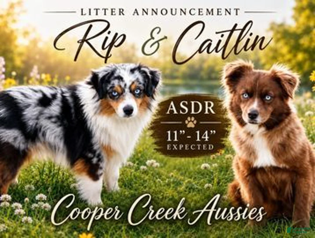 Toy Australian Shepherd dogs for sale: Scarlett - Ad 2