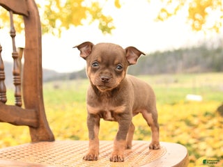 Chihuahua dogs - Ad 38