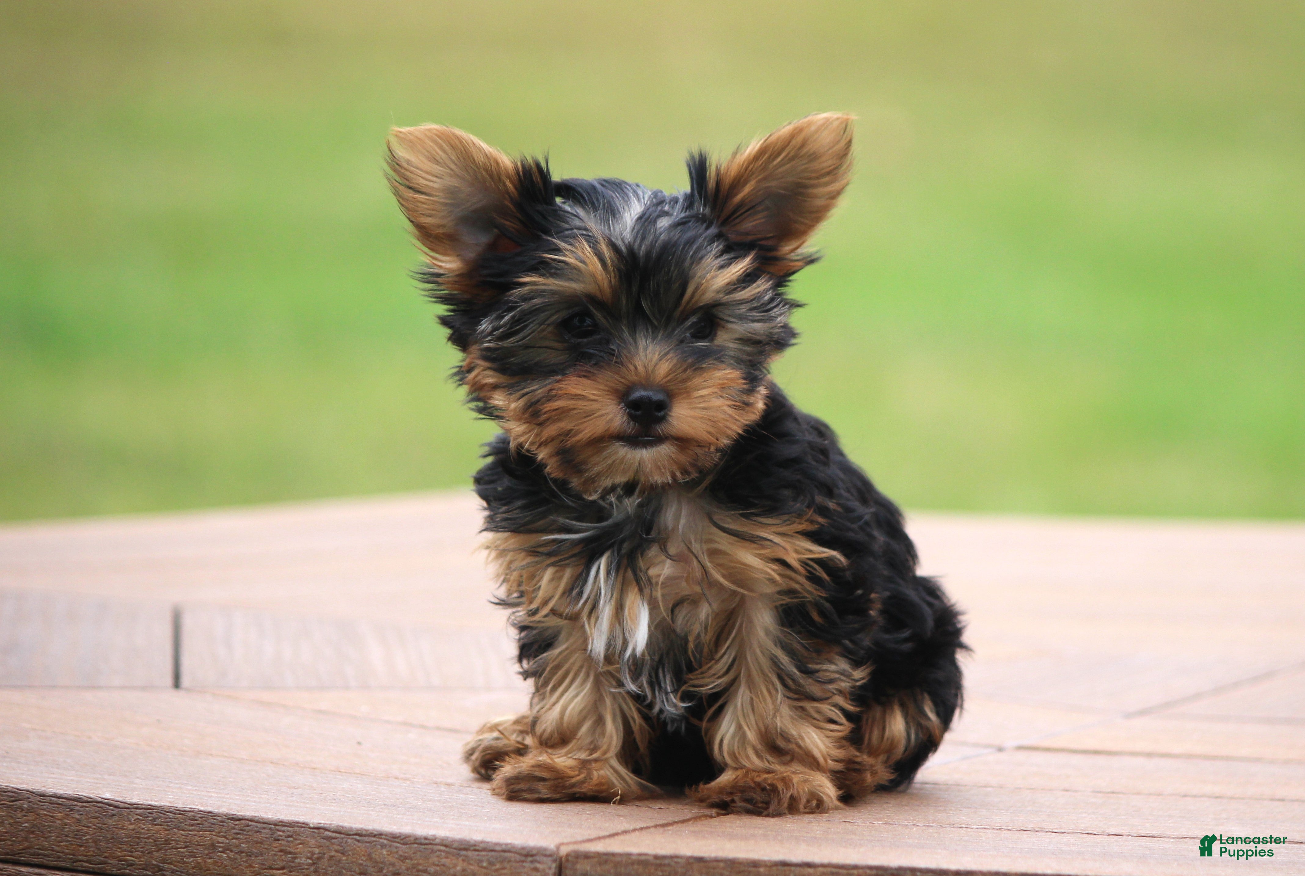 Morkie Puppies For Sale Puppy Petite Brooklyn Yorkshire Terrier
