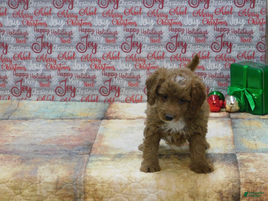 Goldendoodle dogs for sale: Mini Riley - Ad 8