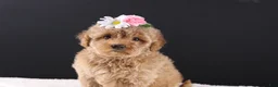 Shihpoo dogs for sale: Blossom - Ad 9