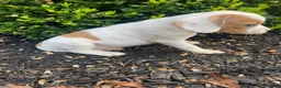 Mixed Breed dogs for sale: Annie - Ad 3