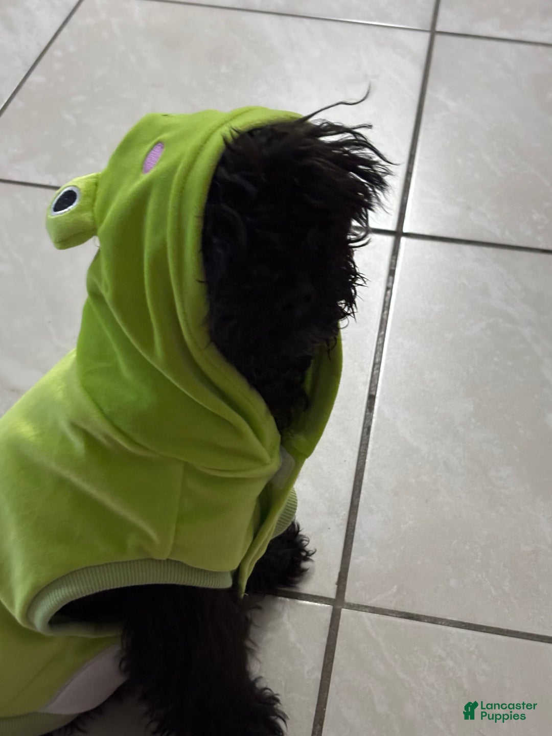 Miniature Poodle dogs for sale: Panchito - Ad 6