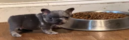 French Bulldog dogs for sale: Skyler - Ad 3