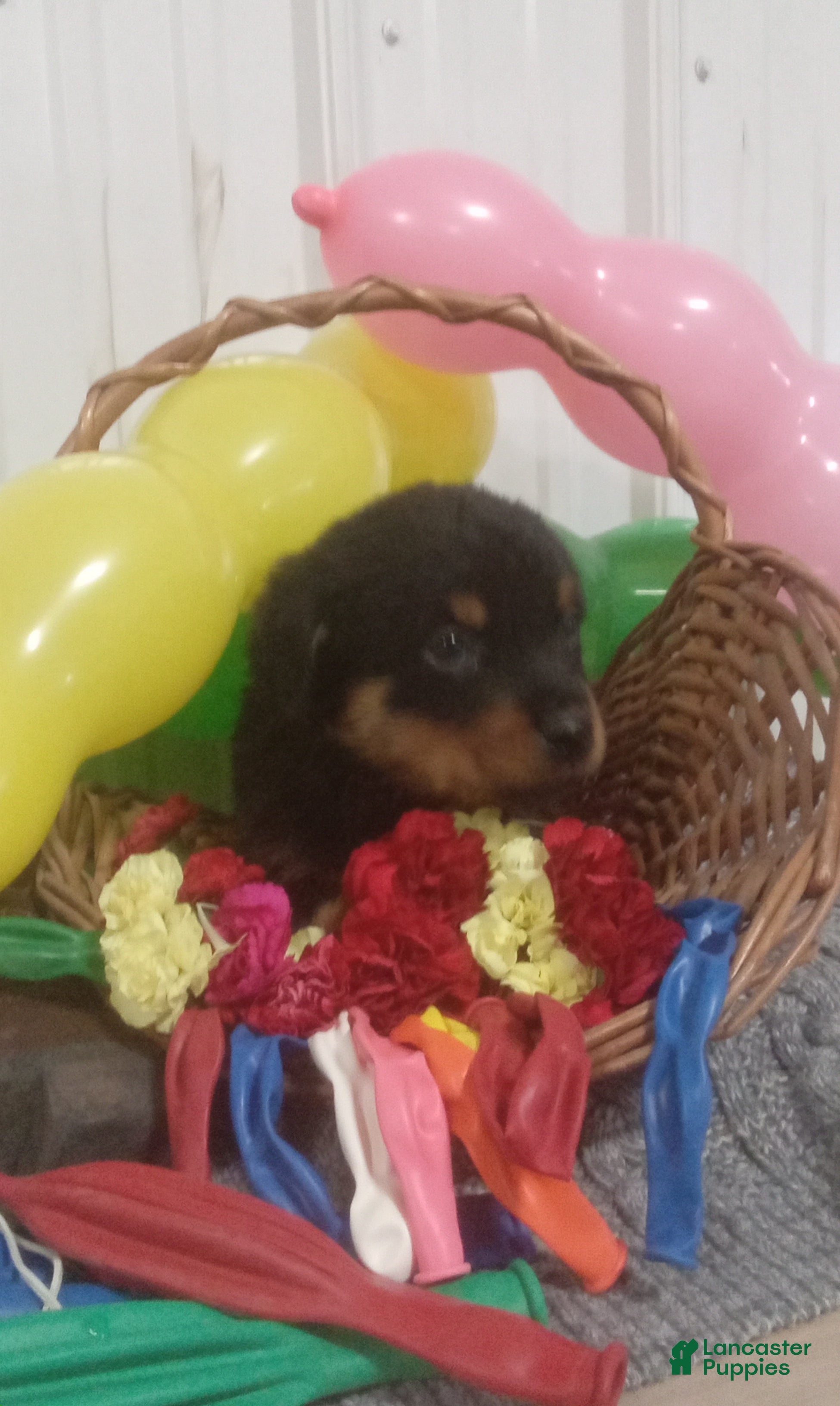 Rottweiler dogs Captain  - Ad 1