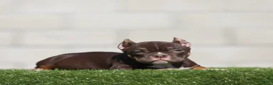 American Bully 1