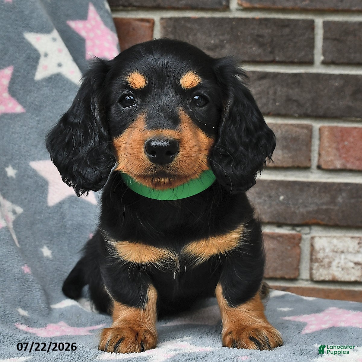 Miniature Dachshund dogs Flames - Ad 2
