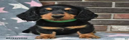 Miniature Dachshund dogs for sale: Flames - Ad 2