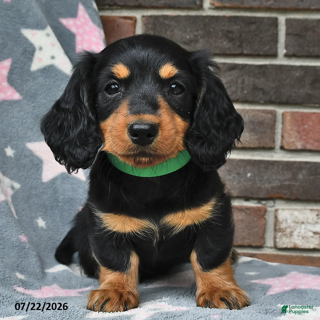 Miniature Dachshund dogs for sale: Flames - Ad 2