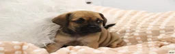 Puggle dogs for sale: Sierra - Ad 3