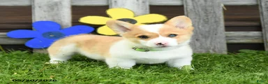 Biscuit