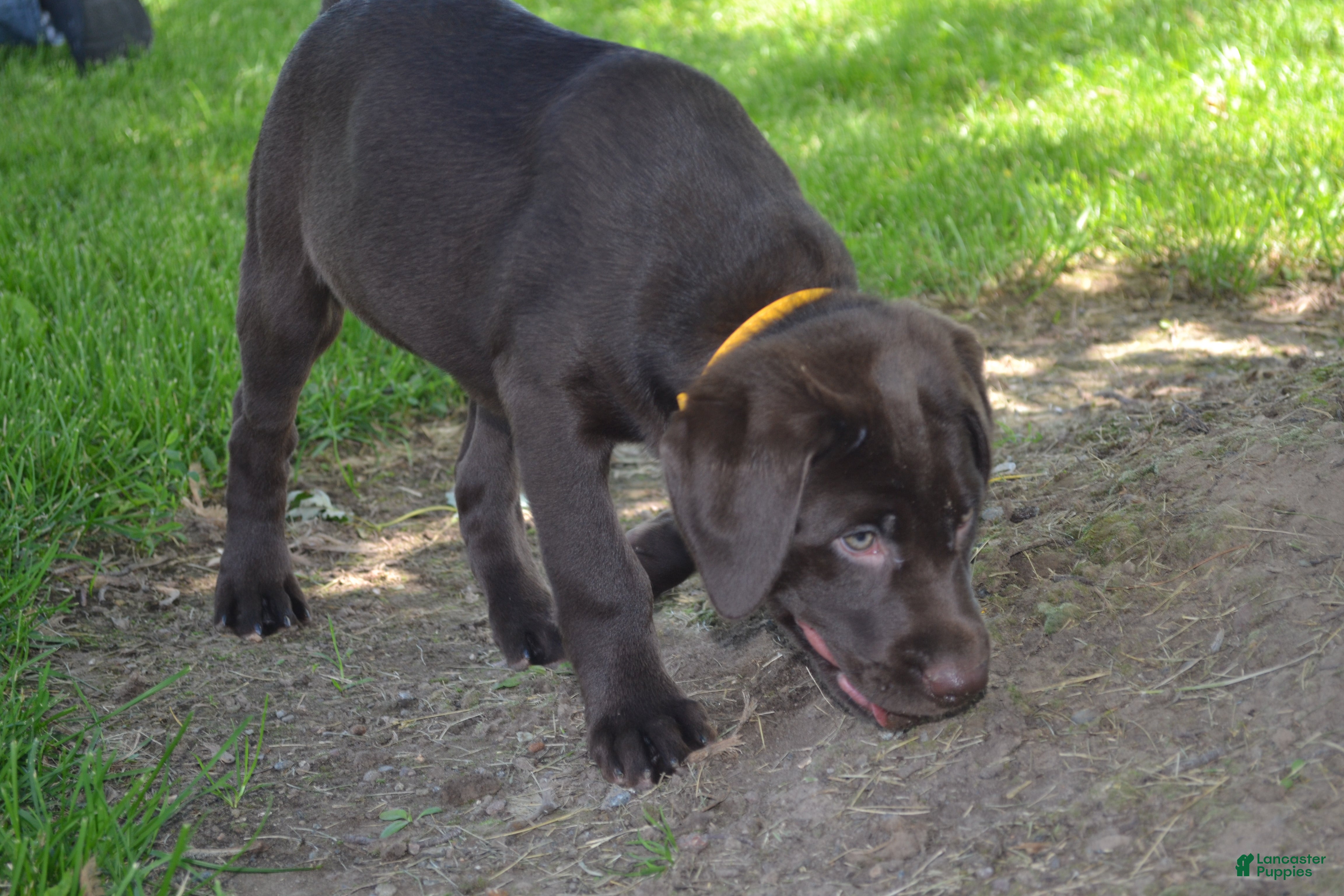 Labrador Retriever dogs Layna - Ad 1