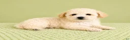 Bichon Frise dogs for sale: Belle - Ad 5