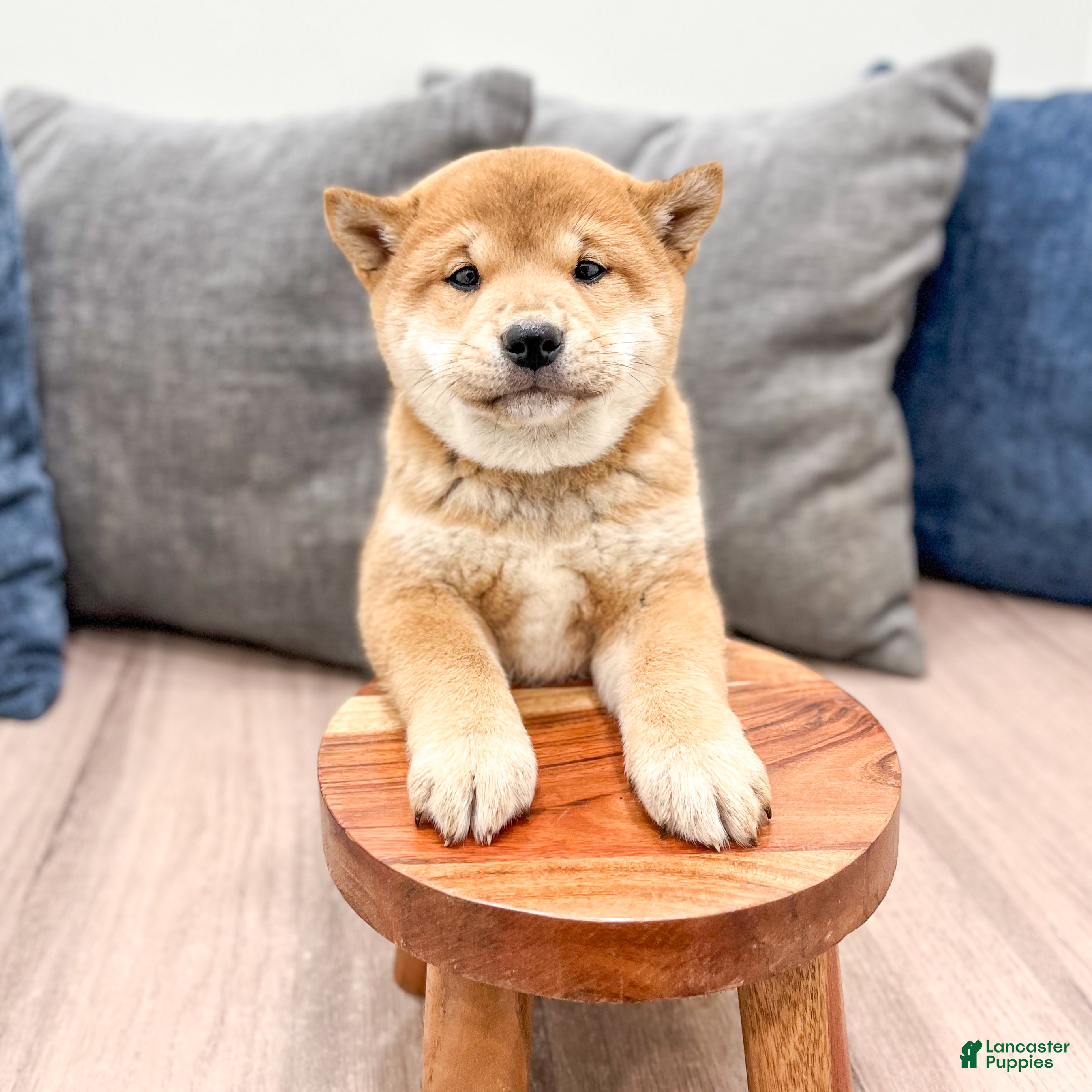 Shiba Inu dogs Charmer - Ad 2