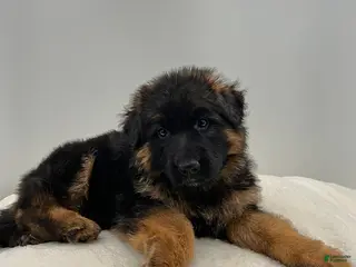 German Shepherd dogs Babette - Ad 36