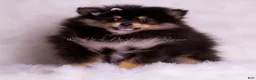 Pomeranian dogs for sale: Buzzie - Ad 4