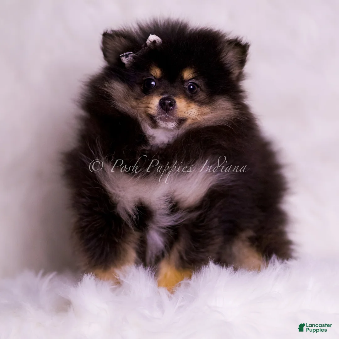 Pomeranian dogs for sale: Buzzie - Ad 4