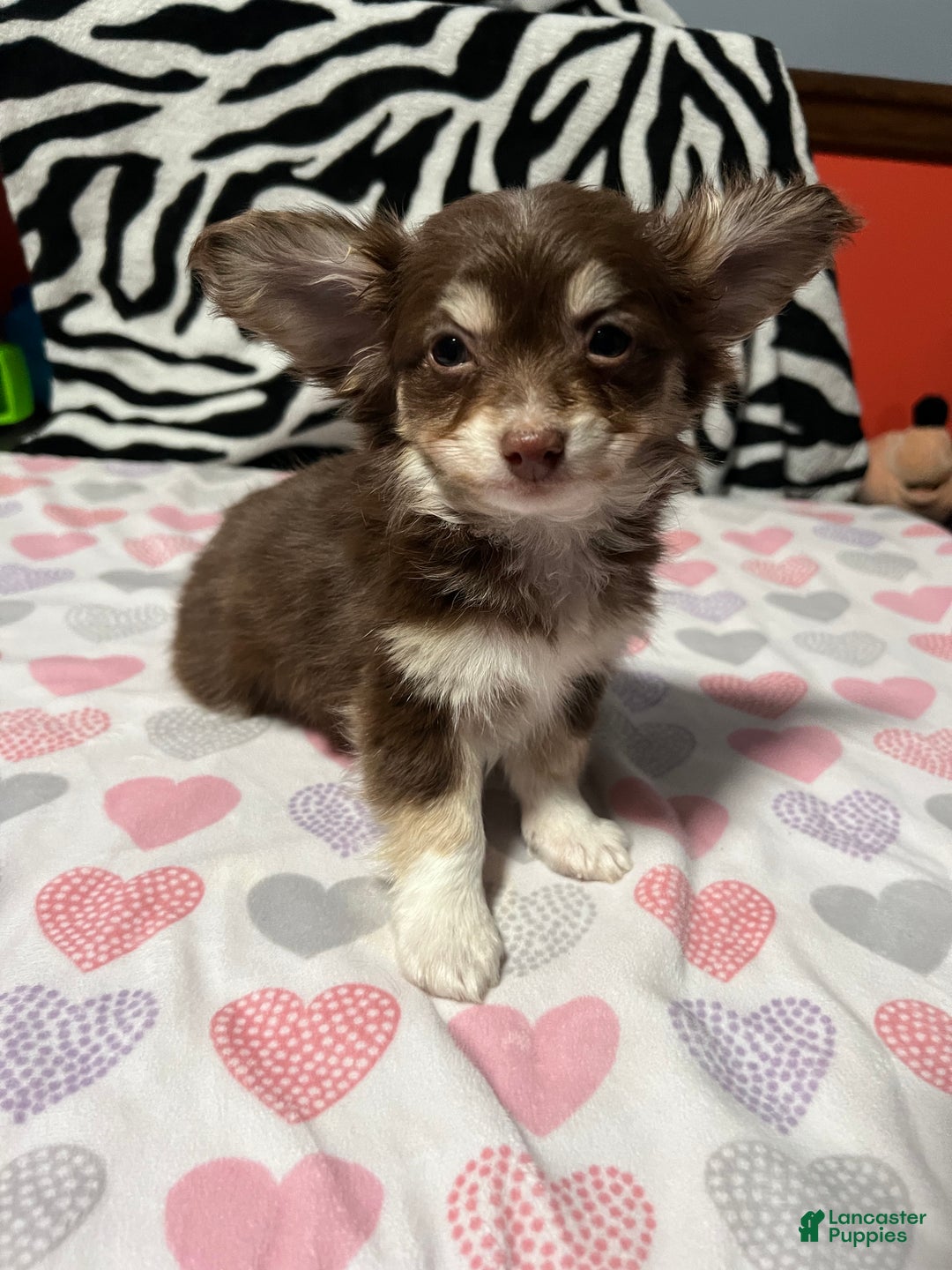 Papillon dogs for sale: Honey - Ad 4