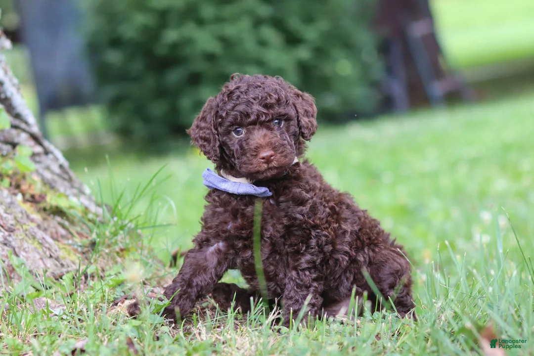 Miniature Poodle dogs for sale: Copper - Ad 2