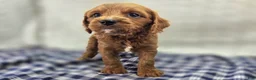 Cavapoo dogs for sale: Iceberg - Ad 18
