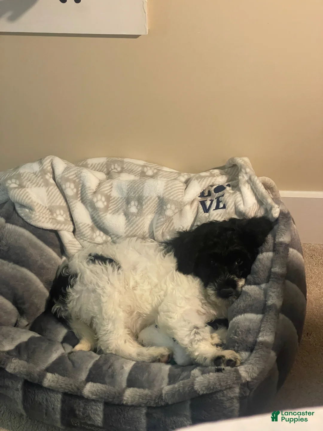 Goldendoodle dogs for sale: Goldendoodle Puppy(Riley) - Ad 8