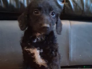 Jackapoo dogs Reana - Ad 2