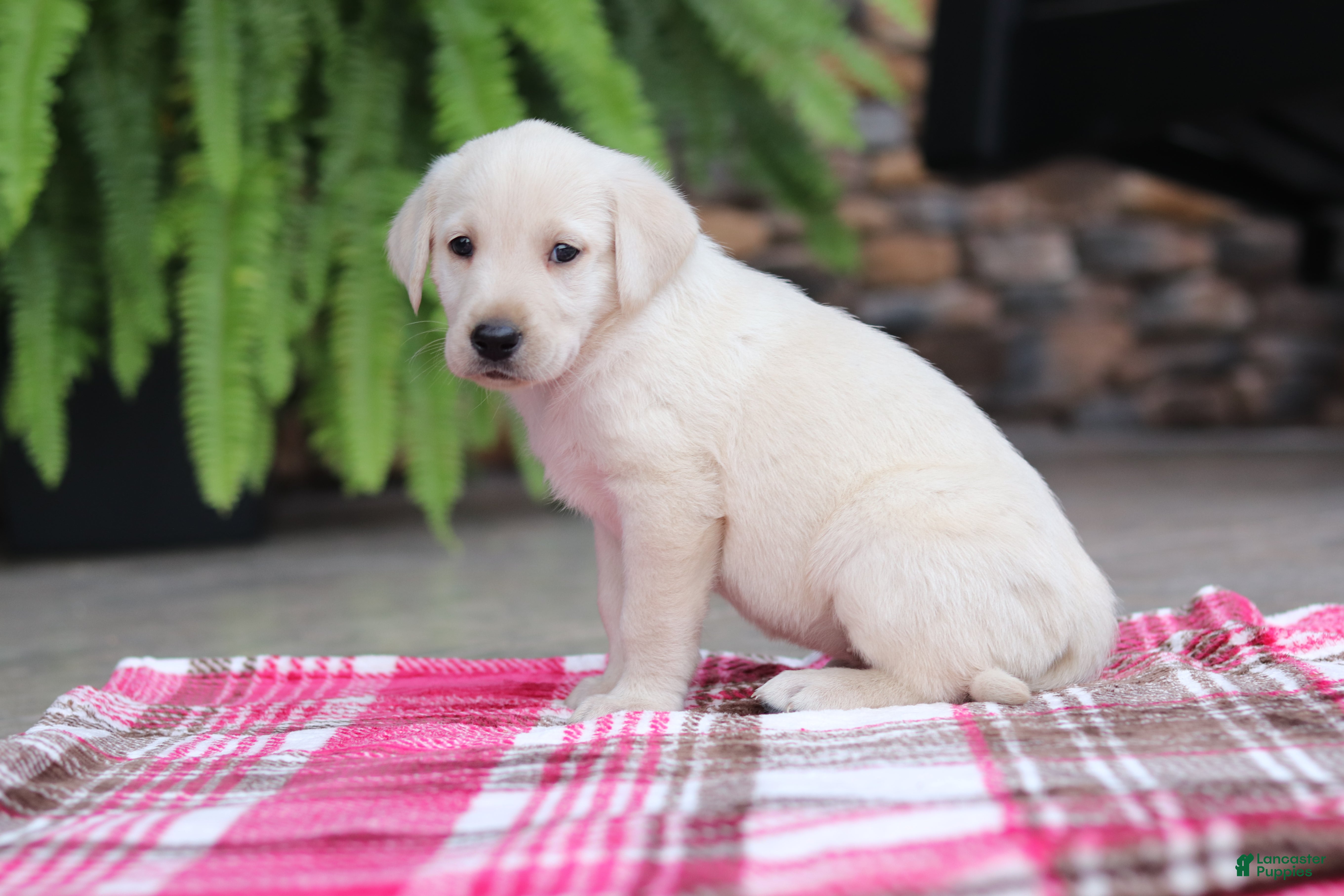Labrador Retriever dogs Peggy - Ad 2