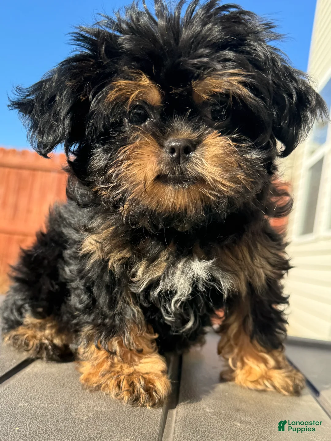 Pekapoo dogs for sale: Pekapoo 1 - Ad 1