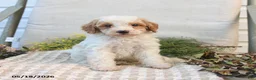 Mini Goldendoodle dogs for sale: Mason - Ad 5