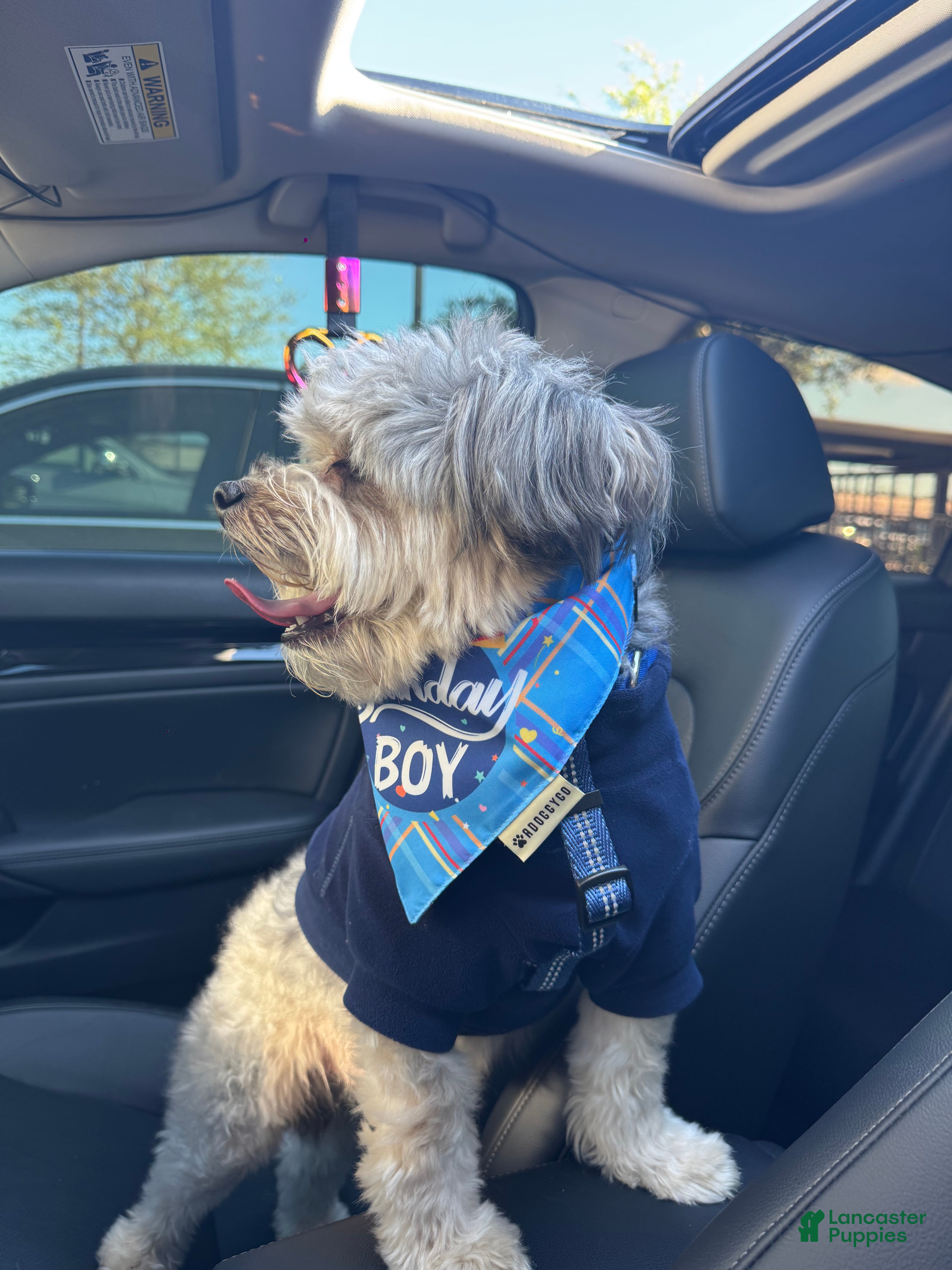 Mini Aussiedoodle dogs Reese - Ad 1