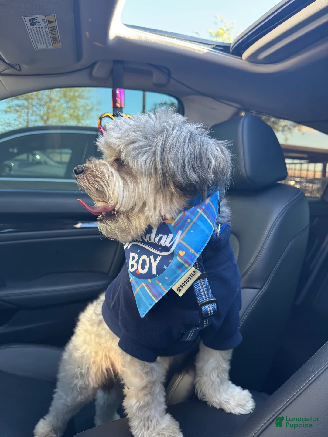 Mini Aussiedoodle dogs for stud: Reese - Ad 1