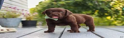 Labrador Retriever dogs for sale: Echo - Ad 8