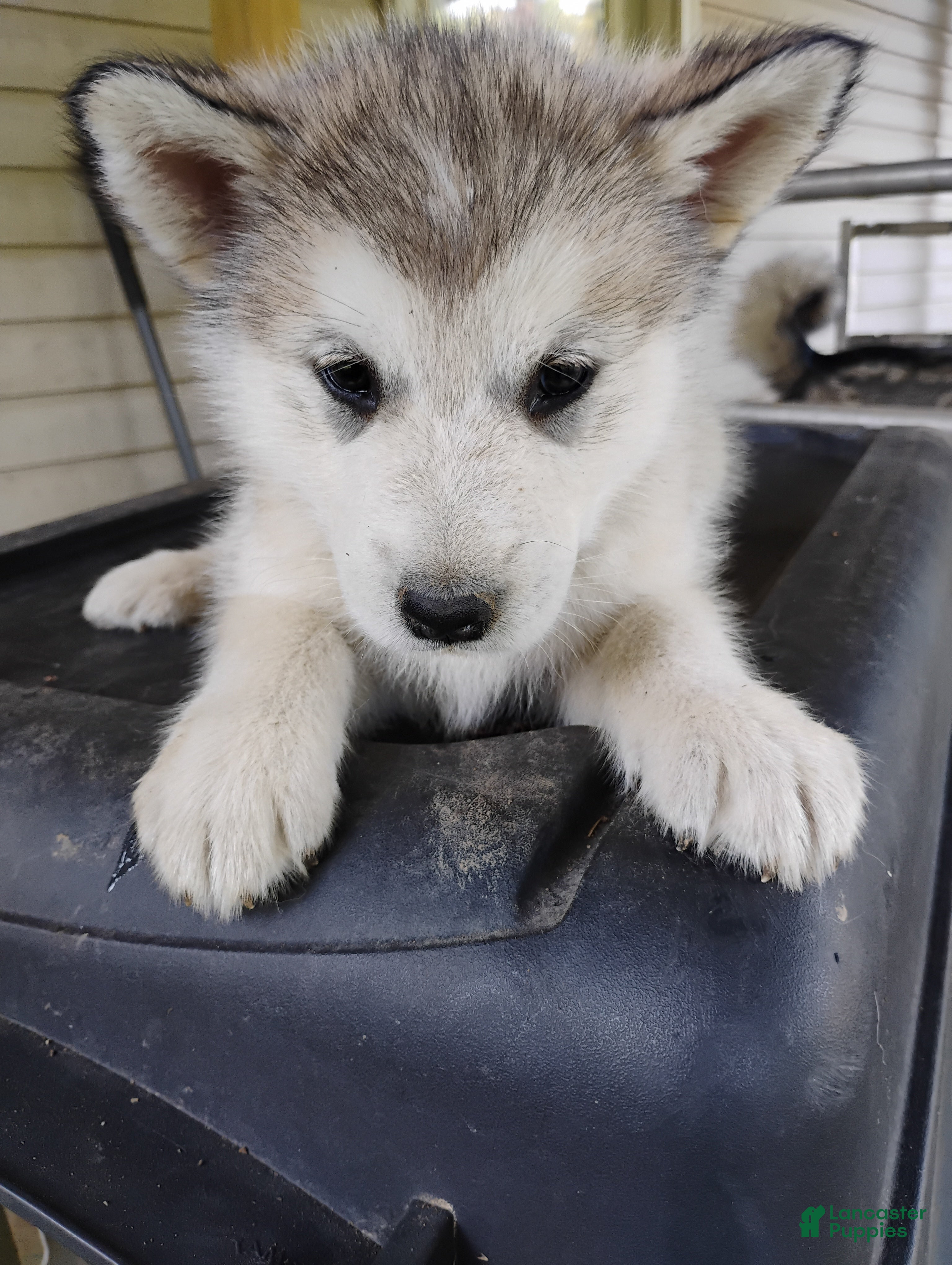 Alaskan Malamute dogs Alaskan Malamute Puppy 2 - Ad 10