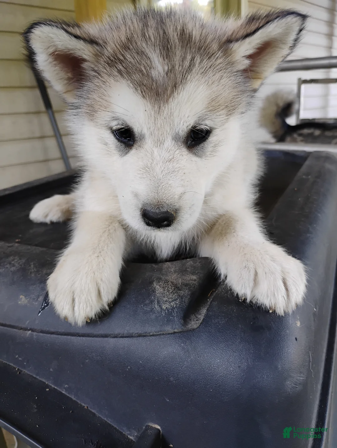 Alaskan Malamute dogs for sale: Alaskan Malamute Puppy 2 - Ad 1