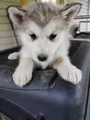 Alaskan Malamute Puppy 2