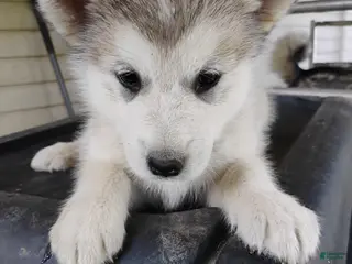 Alaskan Malamute dogs Alaskan Malamute Puppy 2 - Ad 10